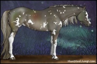 Horse Color:White Spotted Liver Chestnut