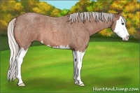 Horse Color:Silver Bay Roan Splash 