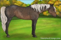 Horse Color:Liver Chestnut Sabino 