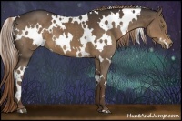 Horse Color:White Spotted Liver Chestnut 