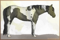 Horse Color:Unknown 