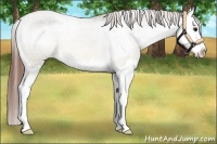 Horse Color:Bay Dun Sabino Splash Appaloosa 