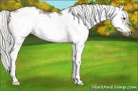 Horse Color:Chocolate Palomino Dun Sabino Frame 