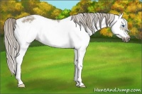 Horse Color:Liver Red Dun Sabino Splash Frame 