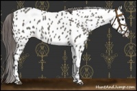 Horse Color:Grullo Roan Near Leopard 