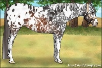 Horse Color:White Spotted Brown Sabino Appaloosa