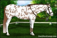 Horse Color:Red Roan Splash Near Leopard 