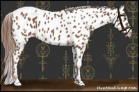 Horse Color:Red Roan Sabino Near Leopard 