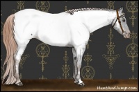 Horse Color:Liver Chestnut Appaloosa 