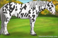 Horse Color:Liver Chestnut Appaloosa