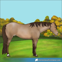 Horse Color:Gray Brown Pearl Dun