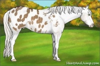 Horse Color:Silver Brown Dun Sabino Splash Appaloosa 