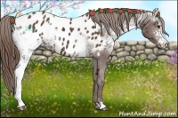 Horse Color:White Spotted Liver Chestnut Appaloosa