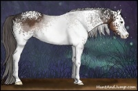 Horse Color:White Spotted Liver Chestnut Sabino Rabicano