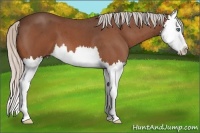 Horse Color:Silver Bay Roan Splash 