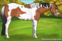 Horse Color:Bay Tobiano Frame