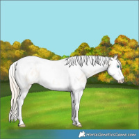 Horse Color:Perlino Roan Splash Tobiano Appaloosa Rabicano 
