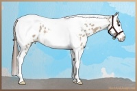 Horse Color:Buckskin Roan Dun Tobiano Frame Leopard 