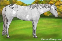 Horse Color:White Spotted Smoky Black Appaloosa 