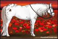 Horse Color:Smoky Grullo Sabino Splash Frame Appaloosa