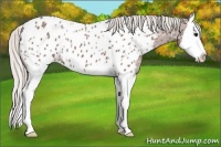 Horse Color:Chocolate Silver Black Splash Appaloosa 