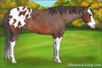 Horse Color:Bay Splash Appaloosa 