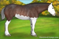 Horse Color:Bay Splash Rabicano