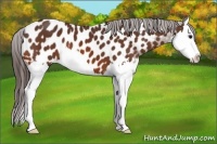 Horse Color:Bay Splash Near Leopard