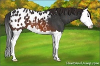 Horse Color:Brown Splash Appaloosa 