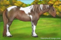 Horse Color:Liver Chestnut Sabino Tobiano Rabicano