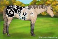 Horse Color:Buckskin Appaloosa