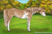 Horse Color:Chestnut Sabino