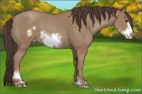 Horse Color:Classic Champagne Sabino Frame 