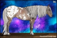 Horse Color:White Spotted Silver Brown Ice Sabino Appaloosa Rabicano 