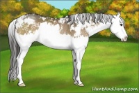Horse Color:Liver Red Dun Sabino Splash Rabicano 