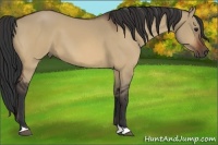 Horse Color:Bay Dun