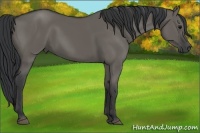 Horse Color:Grullo