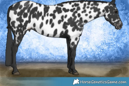Horse Color:Black Appaloosa 