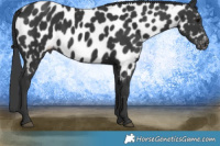 Horse Color:Black Appaloosa 