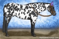 Horse Color:Black Appaloosa
