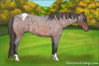 Horse Color:Bay Roan Appaloosa