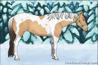 Horse Color:Amber Champagne Tobiano