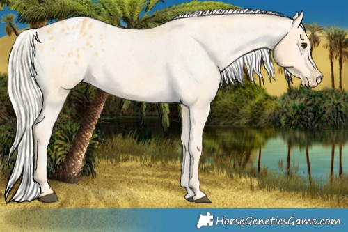 Horse Color:Palomino Appaloosa