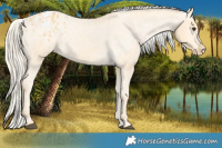 Horse Color:Palomino Appaloosa 