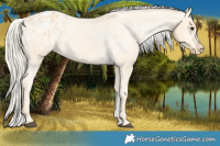 Horse Color:Palomino Varnish 