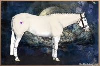 Horse Color:Cremello Splash Rabicano