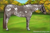 Horse Color:White Spotted Liver Chestnut Ice