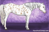 Horse Color:Palomino Appaloosa 