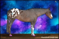 Horse Color:Liver Chestnut Appaloosa 