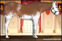 Horse Color:White Spotted Chestnut Splash